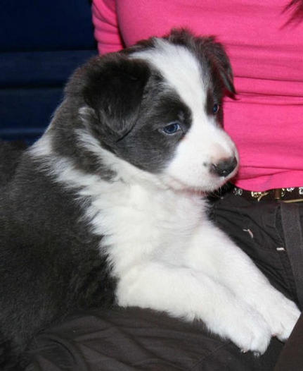 Blue/white girl. 5 1/2 weeks (R. Silver Thimble) :Sold