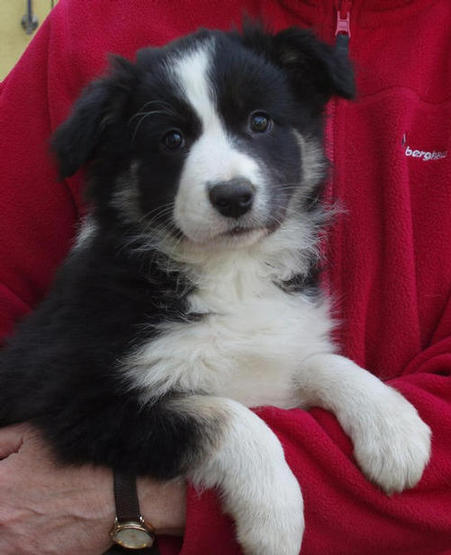 Bounty @ 8 weeks: SOLD