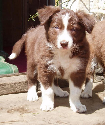  R. Mayan Cacao @ 6 weeks (Bourneville)(now 'Milo')