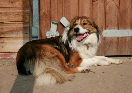 Sable in the stable. (Ears back 'cause Mum told me to "Stay there.")