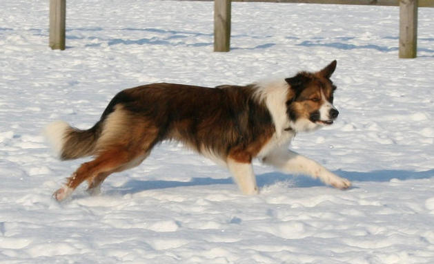 Bryn in the snow @ 8 months.