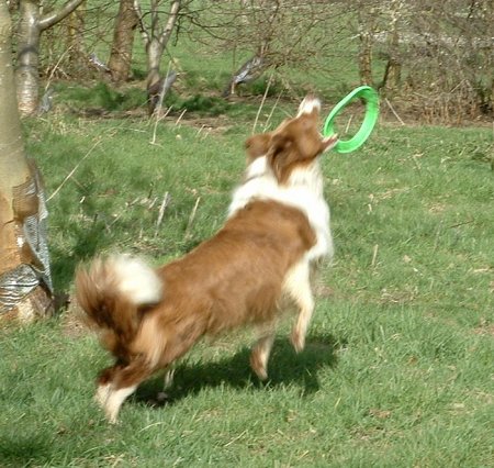 Still throwing and catching toys for herself aged 10.