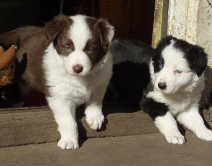 Crunchie & Spy.