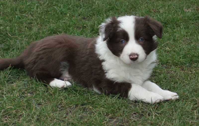 2) Rosmarinus Flash of Wonder - Quincey @ 5 weeks