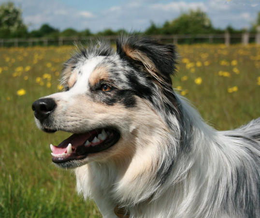 Dapple store border collie