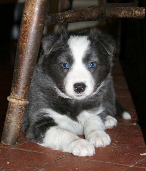 ( Darker blue girl. 5 1/2 weeks )(R. Silver Charm) : Sold