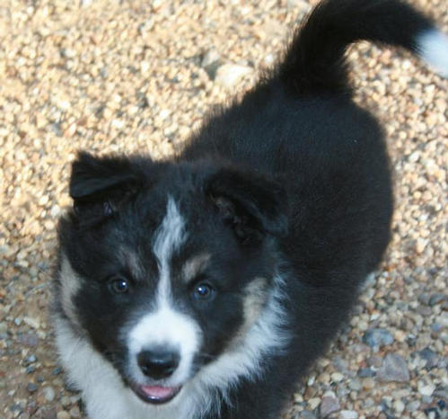 1) Ember @ 7 weeks