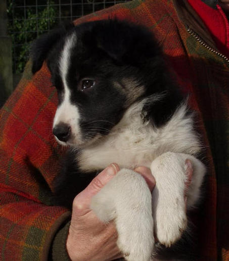 Fortuna @ 8 weeks: SOLD