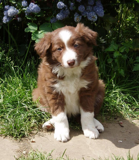 R. Pure Confection (Wispa)