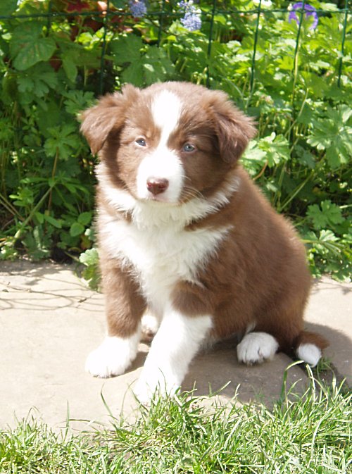 R. Jocolatte @ 6 weeks (Dexi)