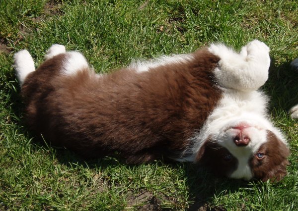 Harvey enjoying the sun