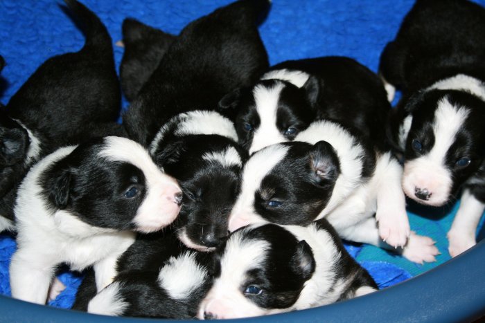 Hungry pups day 19