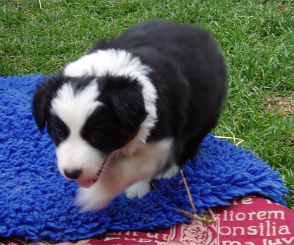 Mr. Perfect  (R. Gin Swizzler) now 'Rio'.