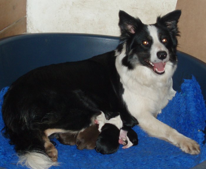 Opal and new born pups