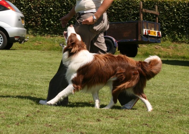 Heel work June 08. Harvey handled by Mouse.