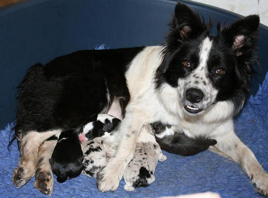 Pie and new born pups.