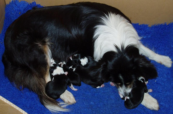 Pimms and newborn pups (10.5.06)