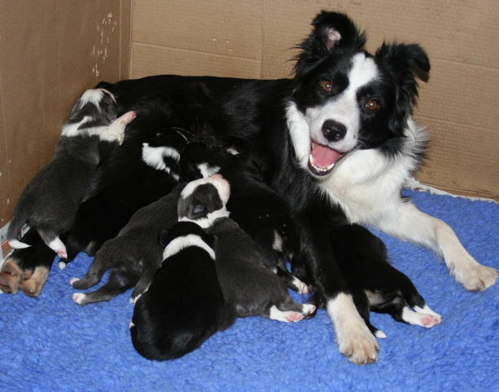 Raven and pups @ 2 1/2 weeks of age