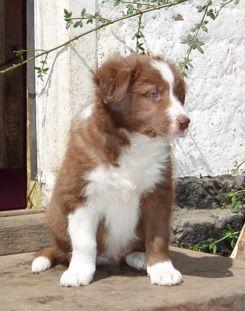 R. Chocolat Riche (Revel)