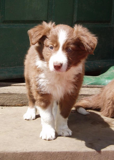 R. Champurvado (Rolo) @ 6 weeks