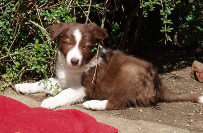 R. Cocoa De Luxe (Stevie) @ 6 weeks