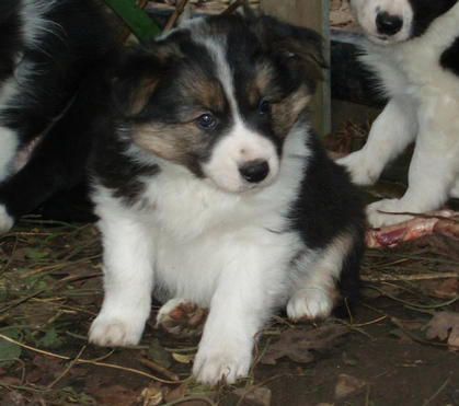 Teddy @ 6 weeks.