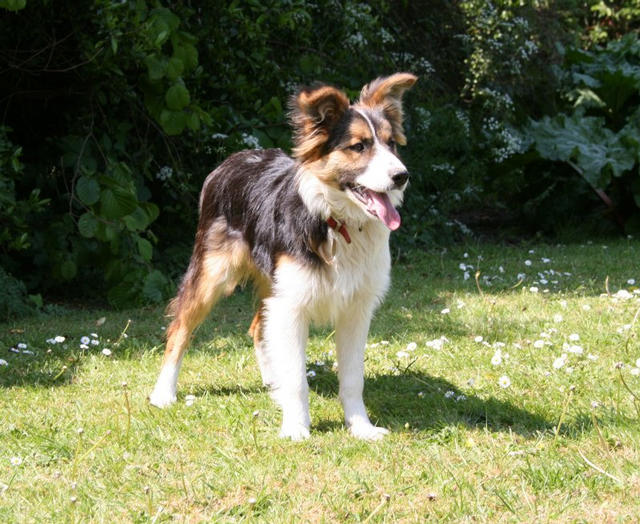 Teddy at 6 months.