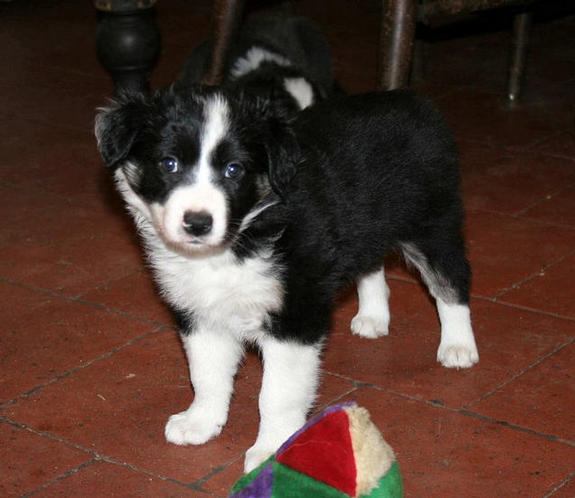 Tri girl stand. 5 1/2 weeks (R. Fortuna)
