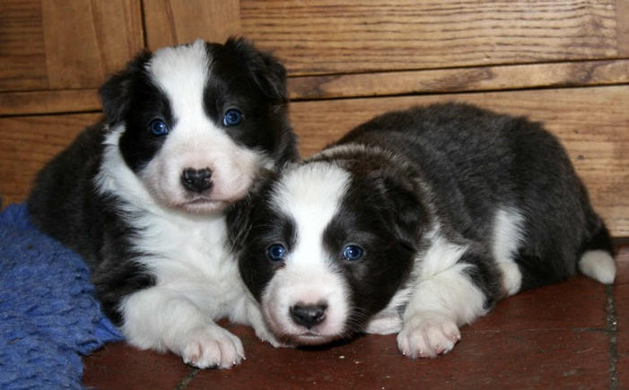 Blue boy (left) & blue girl @ 4 weeks