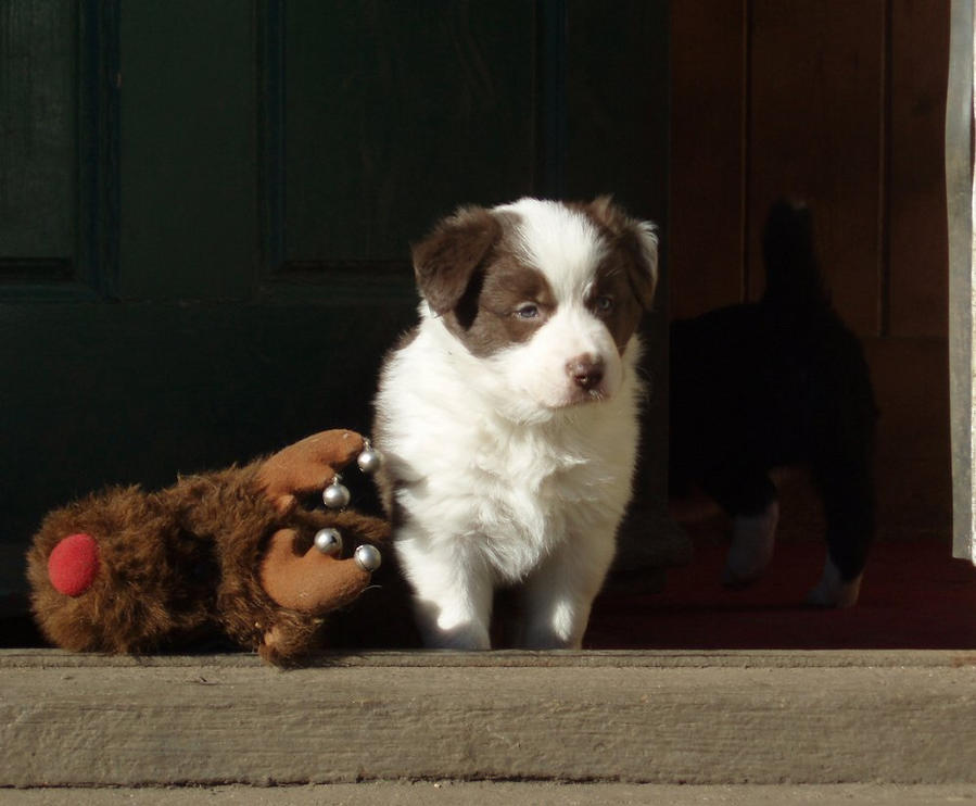 4)  R. Blaze of Glory - Crunchie @ 5 weeks.