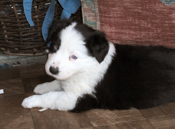 1) Rosmarinus Flash of Ice - Spy @ 5 weeks