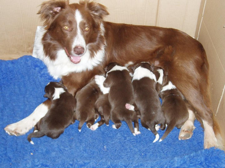 Pups @ 6 days old