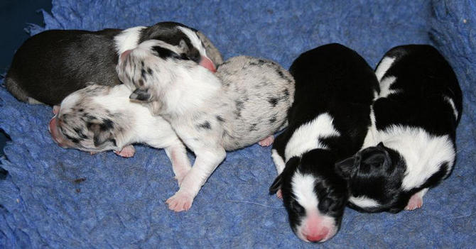 new born pups: From L - R. Choc boy, merleboy, merlegirl, B/w boy, Tri girl,