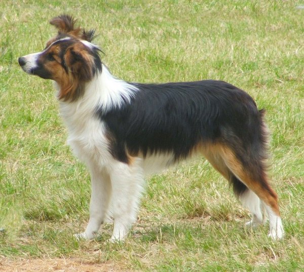 Teddy showing. Photo S. Hopkins.