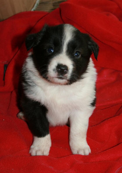 Black & white girl @ 4 weeks