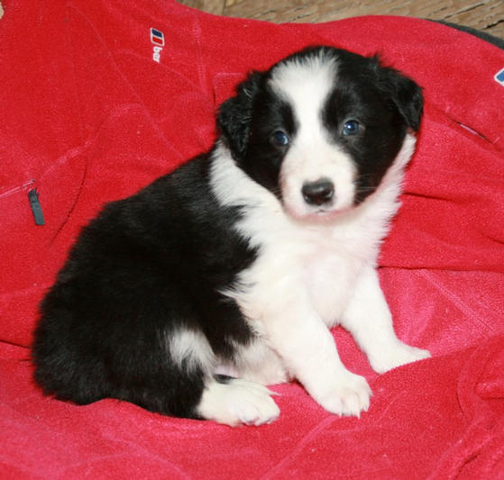 Black & White boy @ 4 weeks
