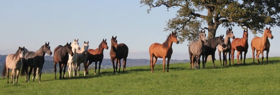 youngsters in the field