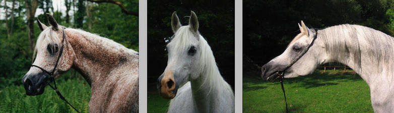 three beautiful horses heads - Holly Blue, Lady Jane Grey and Shake