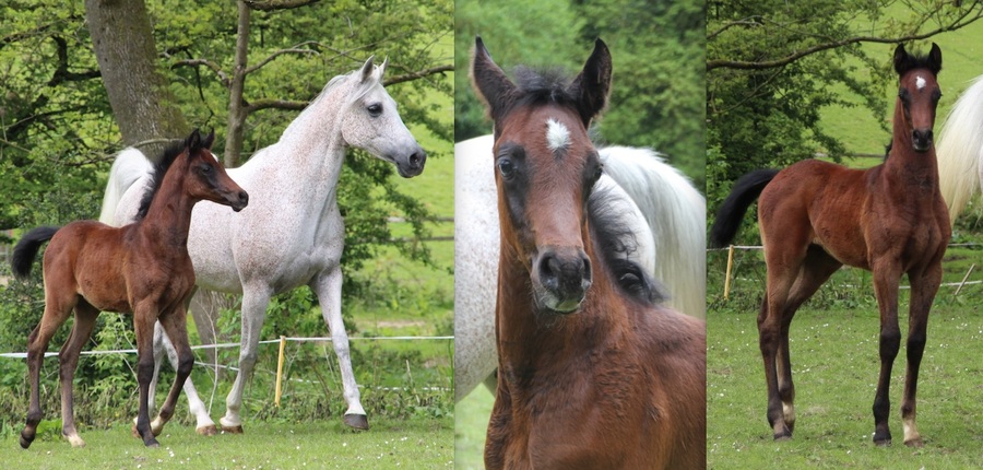 Jasmine and Eclipse