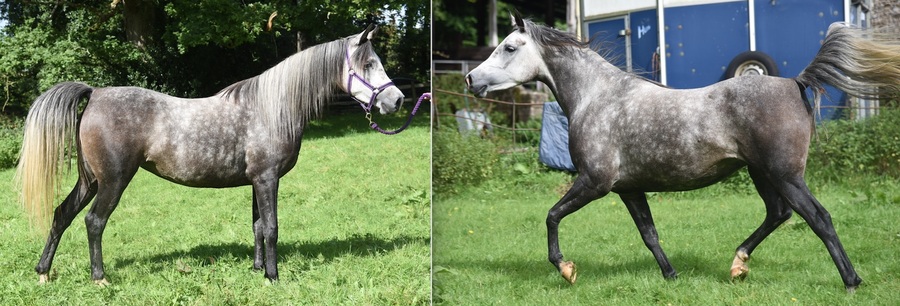 Emilia trotting & stood