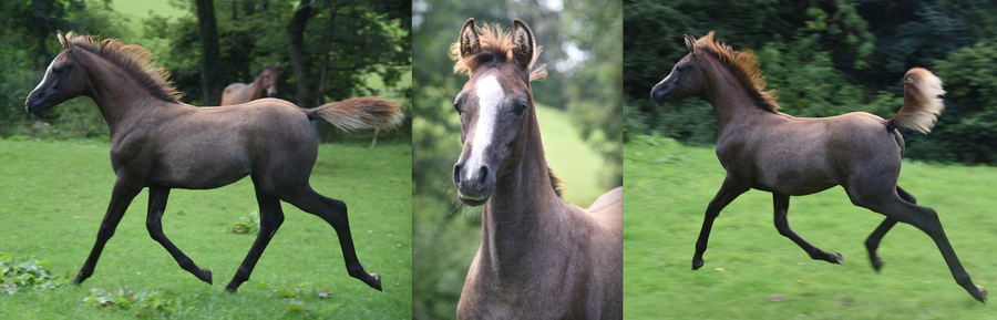 Fern x Shaka filly trotting and face