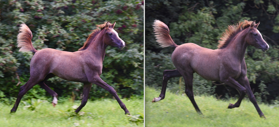 Fern x Shaka filly trotting with such freedom