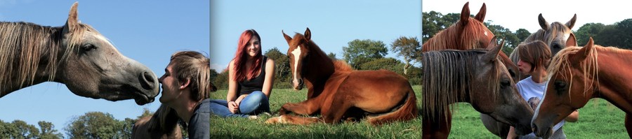 friendly horses