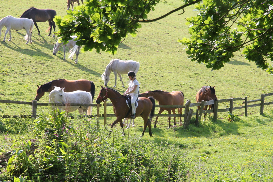 Sasha riding with horses in the park