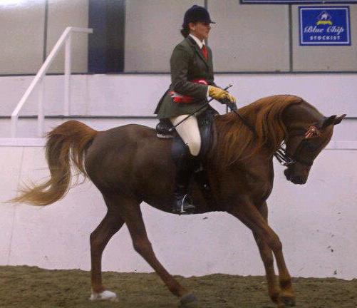 Ianthe ridden show champion South of England