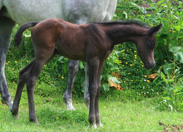 colt