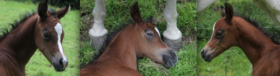 Magic x Kossack colt