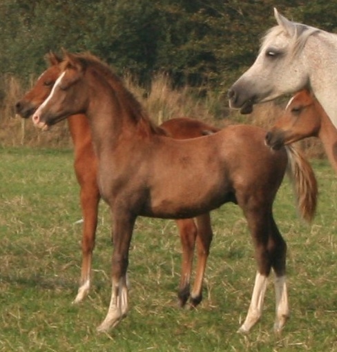 Lady Amy colt