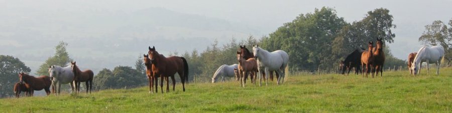 Mares & foals in the field