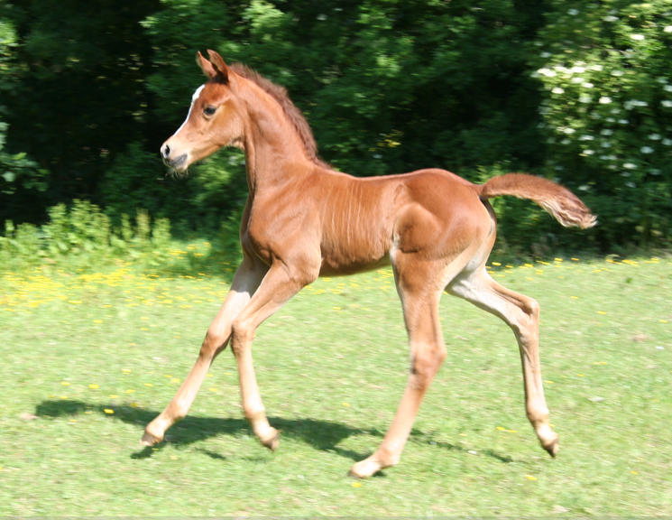 kamono filly